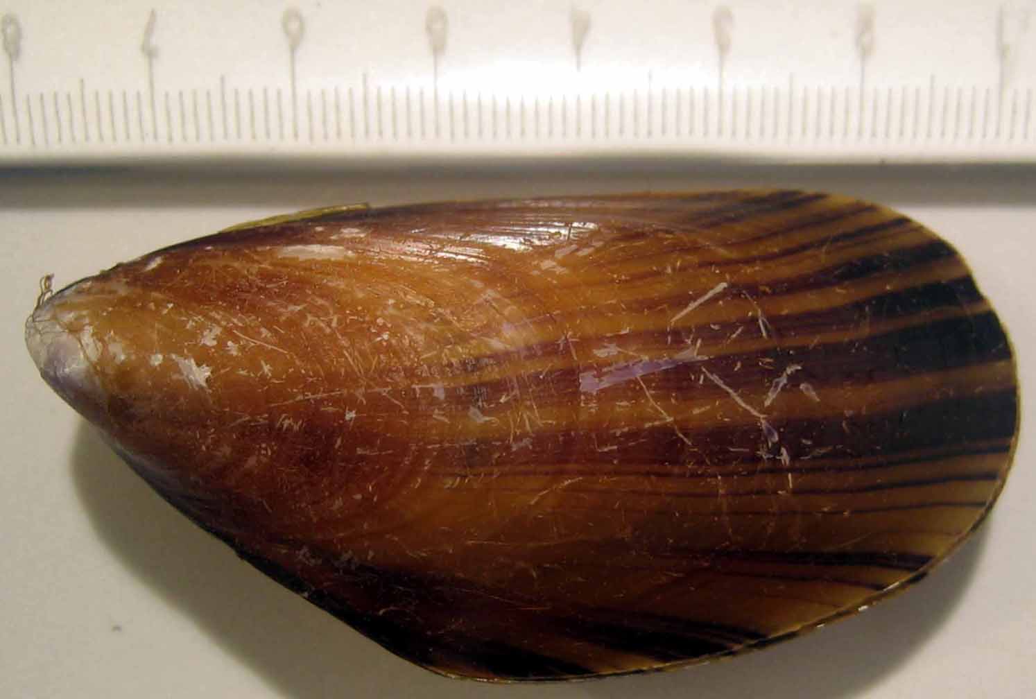 Mytilus sp